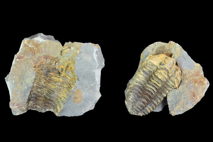 Fossil Calymene Trilobite Nodule - Morocco #100016